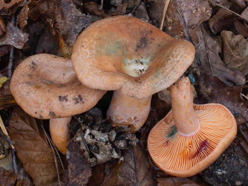 Lactarius semisanguifluus